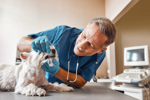 Best After-Hours Emergency Dentist in Sullivan Gardens, TN